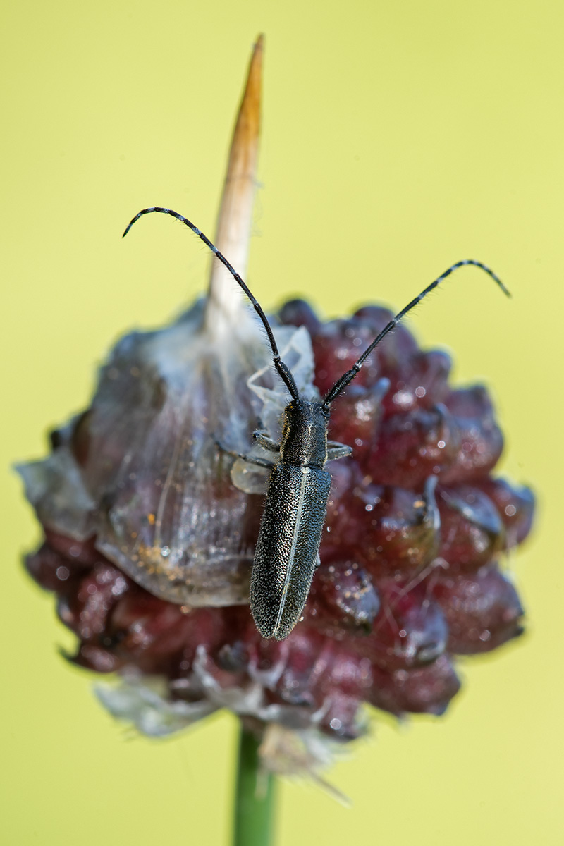 Cerambycidae: Agapanthia cardui